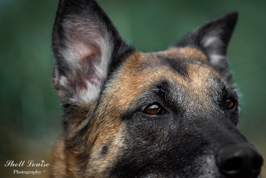 Camping with a Malinois: Our Life on the&nbsp;Trail