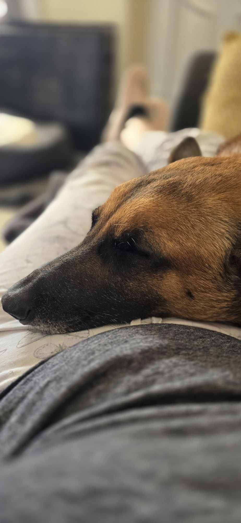 Why My Dogs Know “Stay” at the Door (and Why I Don’t Chase Them in Pyjamas&nbsp;Anymore)