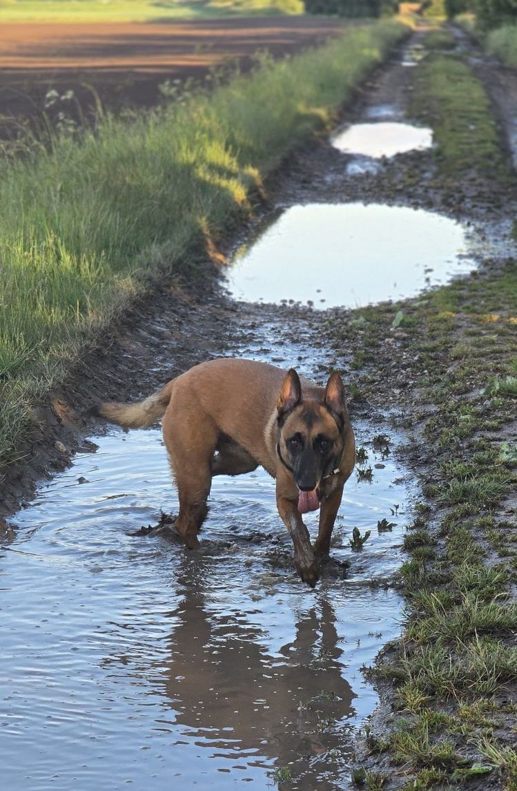 Riot and the Case of the Muddy&nbsp;Puddles