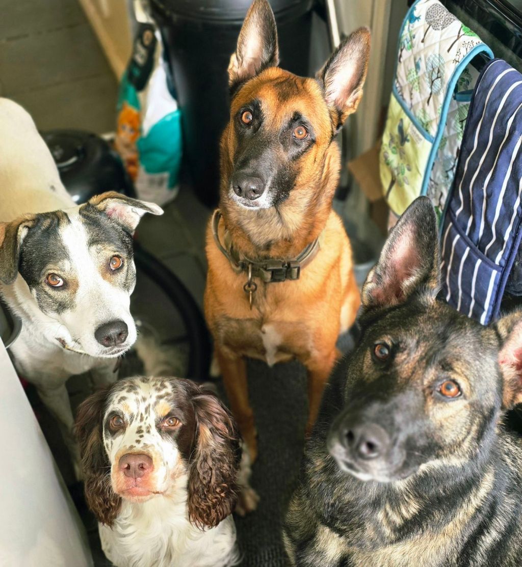 The Great British Dog&nbsp;Bath-Off