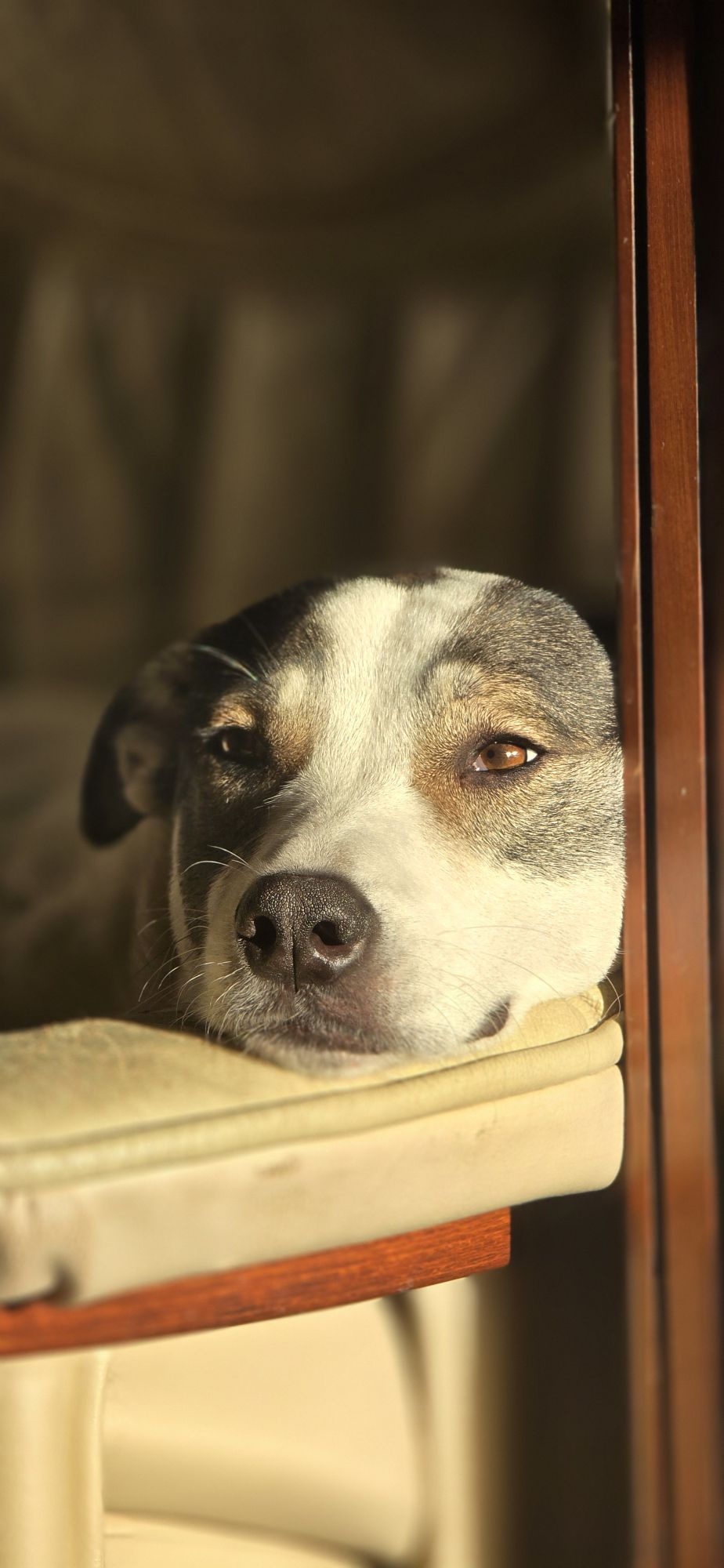 Dreaming of Montana Ranches, Cowboy Husbands & Very Illegal Dog&nbsp;Heists