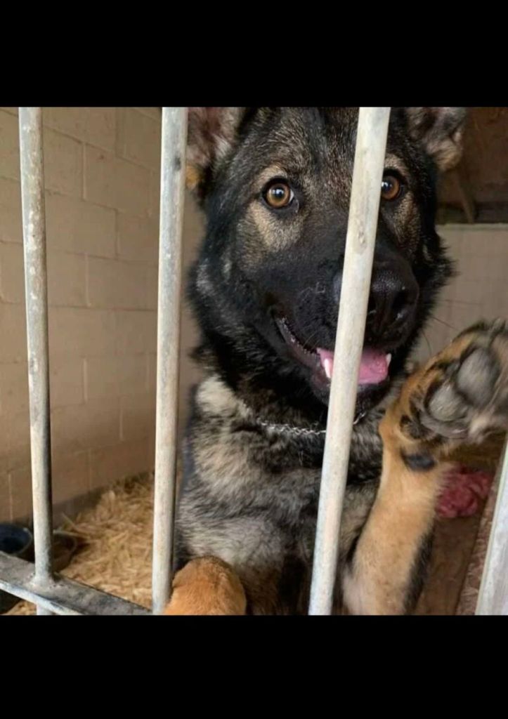 German Shepherd rescue dog Nala behind kennel bars at a lakeside foster home